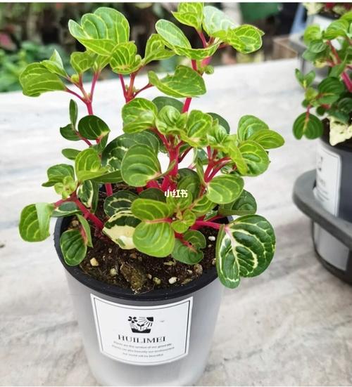 绿植～钱多多_绿植_家居家装_家居装饰