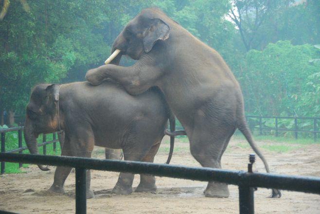 大象是怎么交配的?