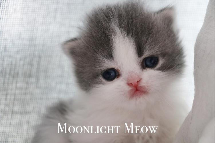 【北京】单血统英短&高地小奶猫预定