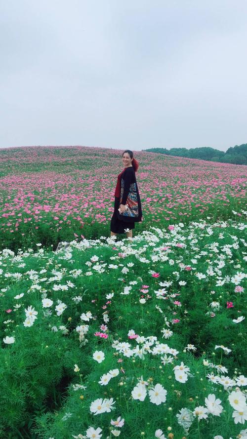 诗语制作:句容伏热花海庄园二次游玩