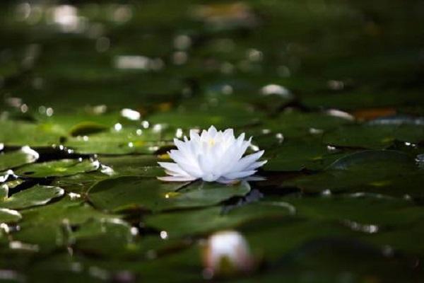 白睡莲的花大多是白色的,带有淡淡的香味.