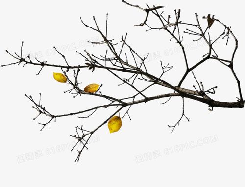 掉光叶子的树枝