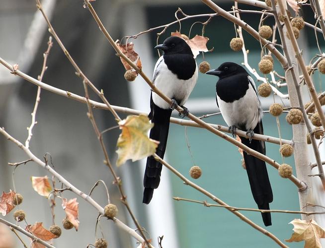 【喜鹊摄影图片】生态摄影_太平洋电脑网摄影部落