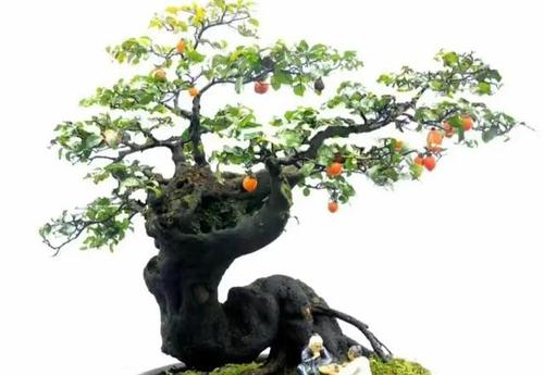 经营金弹子盆景,要看潜力,了解这4点,能干不能干,心中