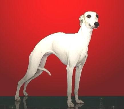  p>小灵犬(也称为惠比特犬),一种小型英国灵提犬(一种身细腿长的猎犬)