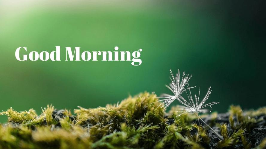 goodmorning!翻译中文怎么读