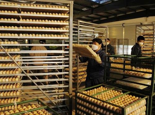 孵化厂员工在新孵化厂劳动