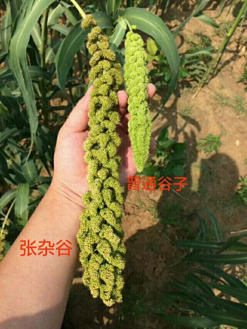 张杂谷和普通谷子的对照