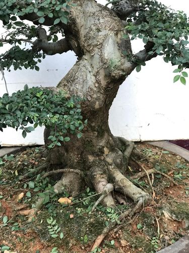 榆树造型盆景 老桩榆树 庭院绿植盆景 造型榆树桩 别墅绿植盆景