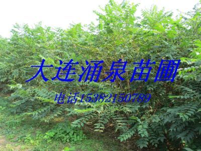 大连涌泉苗圃