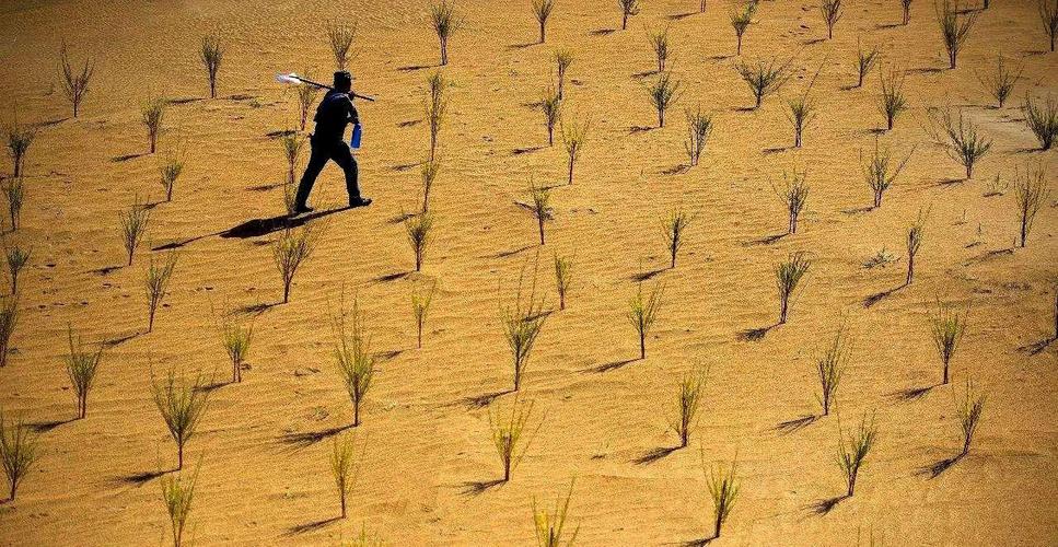 马云帮用户在沙漠里种树,已经3年了,现在的沙漠怎么样