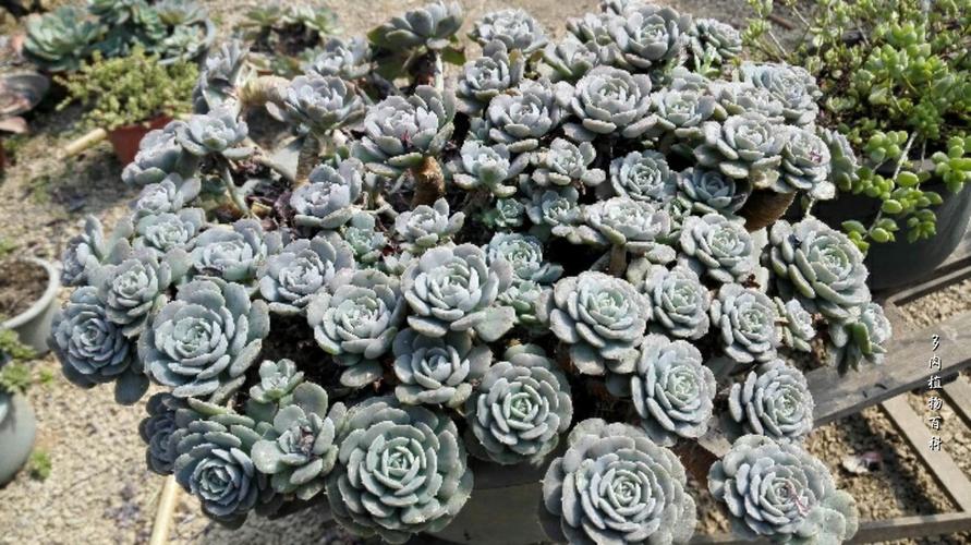 爱爆头的多肉之鲁氏石莲