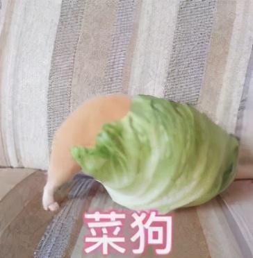 菜狗盲盒上天选中的狗子众筹千万身价创作初衷是鼓励吃菜