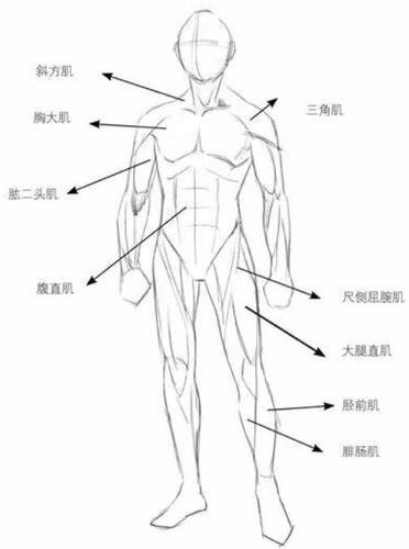 「绘画参考」男性人体解析及动态姿势大全(干货分享)
