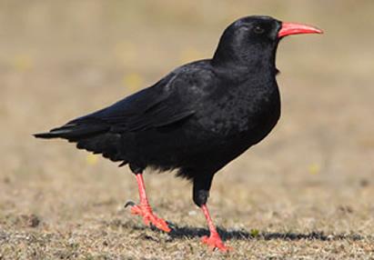 pyrrhocorax pyrrhocorax)为鸦科山鸦属的鸟类,俗名红嘴老鸹,红嘴乌鸦