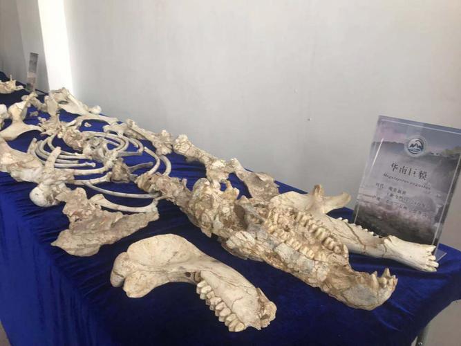 这些化石首次公开亮相!