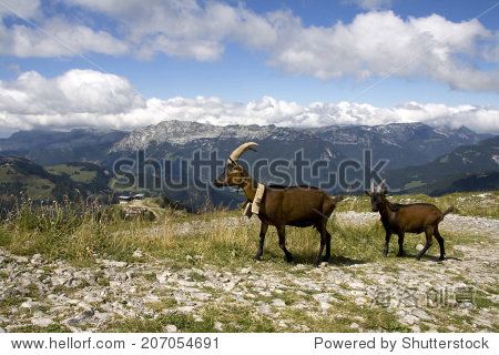 two mountain goats in the french alps