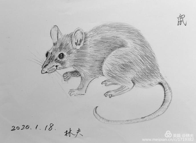 鼠与猫素描画