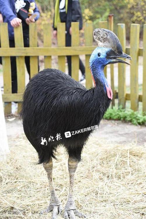 哈尔滨动物园"征婚" "男嘉宾"眼巴巴排排坐