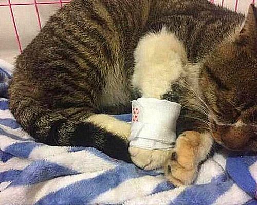 猫咪浪了一整天还没回来,第二天出去找到后,主人抽自己一巴掌