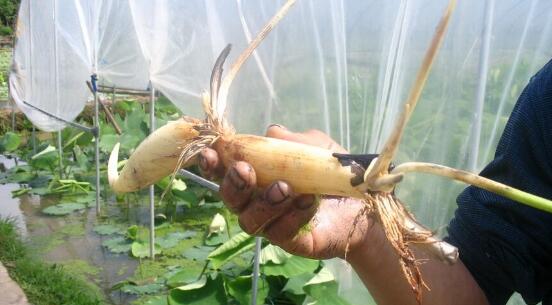 莲藕腐败病发生及莲藕腐败病防治措施