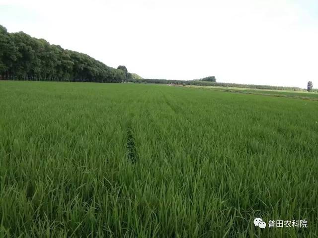 齐穗后间歇水 如有病先施药防病后施肥好 底叶枯先晾田壮根系肥效显