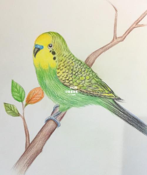 彩铅小鹦鹉(附作画过程)_彩铅_彩铅画_文化_绘画