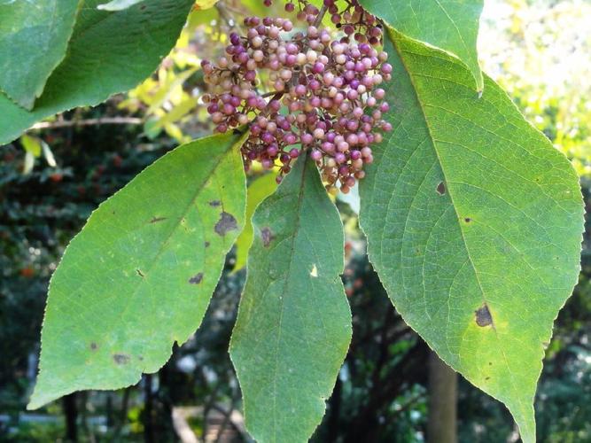 山里这种紫色野生物,不止是外表好看,要重视它,民间称:老鸦糊