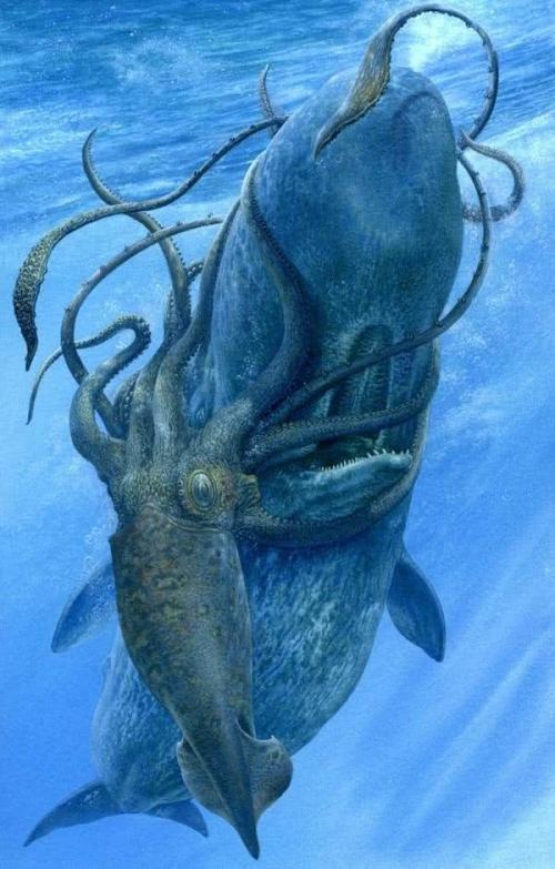 世界上体型最大无脊椎动物之一,大王乌贼可以和抹香鲸