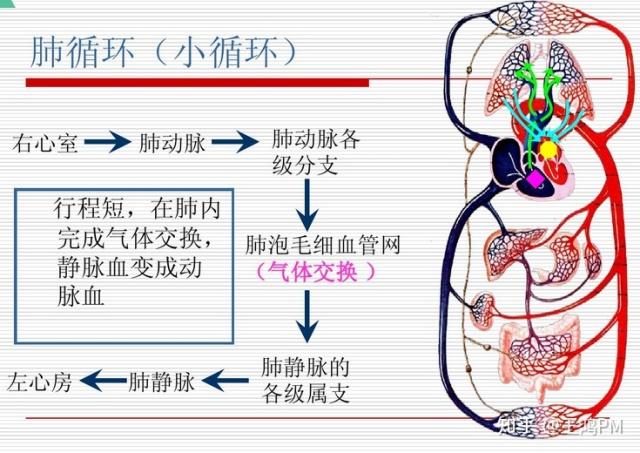 药二循环系统疾病用药