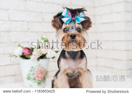 cute yorkshire terrier and flowers on white brick