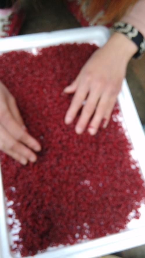 京威赤恋拉丝粉红虫胶红虫伴侣批发浓腥浓香正品