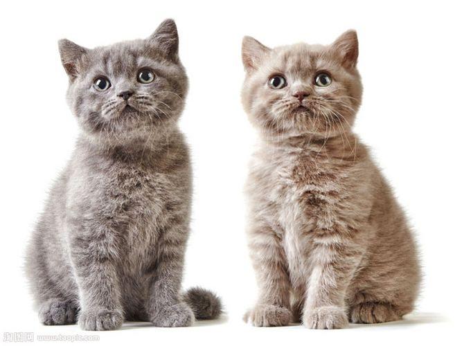 两只萌萌的小猫