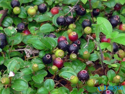 在那小的时候,咱们农村娃的美食