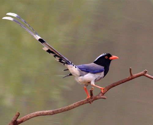体型大长尾巴会飞的鸟有哪些