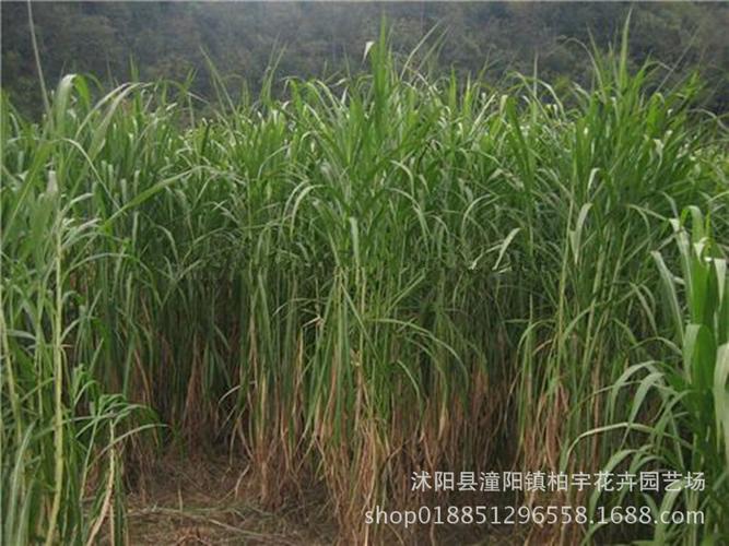 甜象草种子高产牧草新型皇竹草进口黄族正品台湾杂交甜象草牧草子