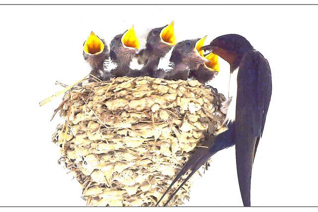 农村的屋檐上经常有燕子来搭窝这是好事么