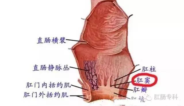 拯救肛窦炎以免小问题酿成大麻烦