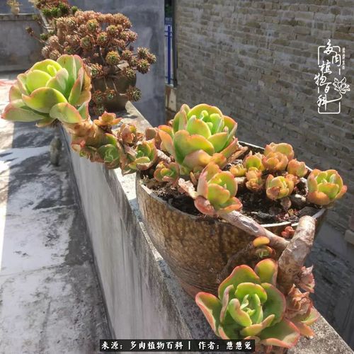 我的治愈系精灵,和那些腌菜罐里的多肉老桩们!