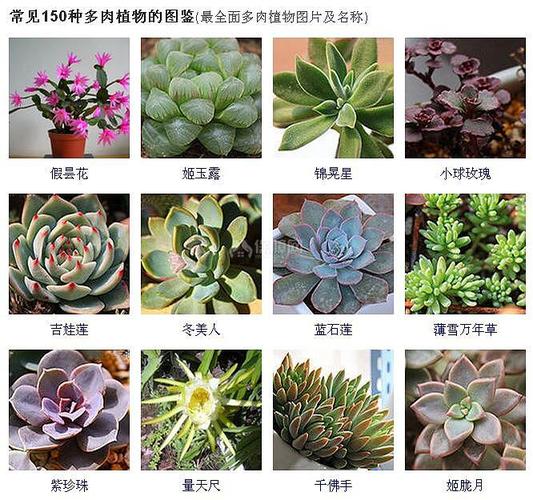 150种常见多肉植物图鉴 全面的多肉植物图片及名称