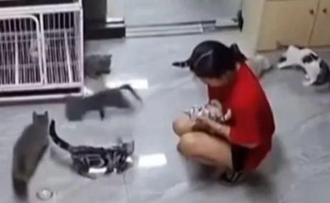 小女孩在宠物店夹死小猫,监控画面揪心,店主态度令人称赞