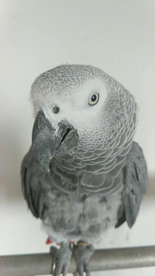 美文 32-可爱的鹦鹉  外婆家养了一只灰色的小鹦鹉,它非常可爱,还有一