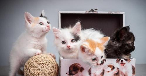 猫咪生了一窝小猫,邻居泰迪看上了一只小猫,赖皮非要带它回去