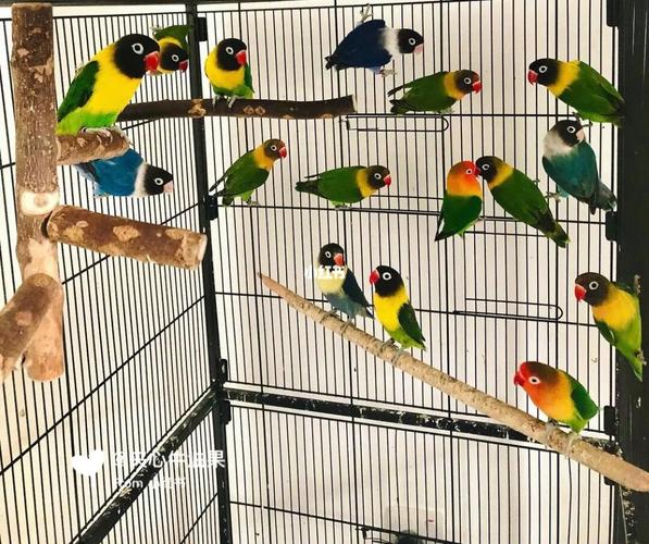 牡丹鹦鹉头类这1-2年即将开放,让我们期待._鹦鹉_牡丹