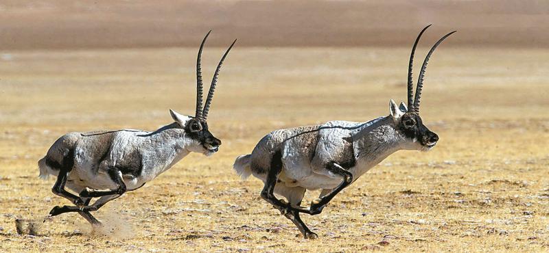 藏羚羊 图片来源:三江源国家公园管理局