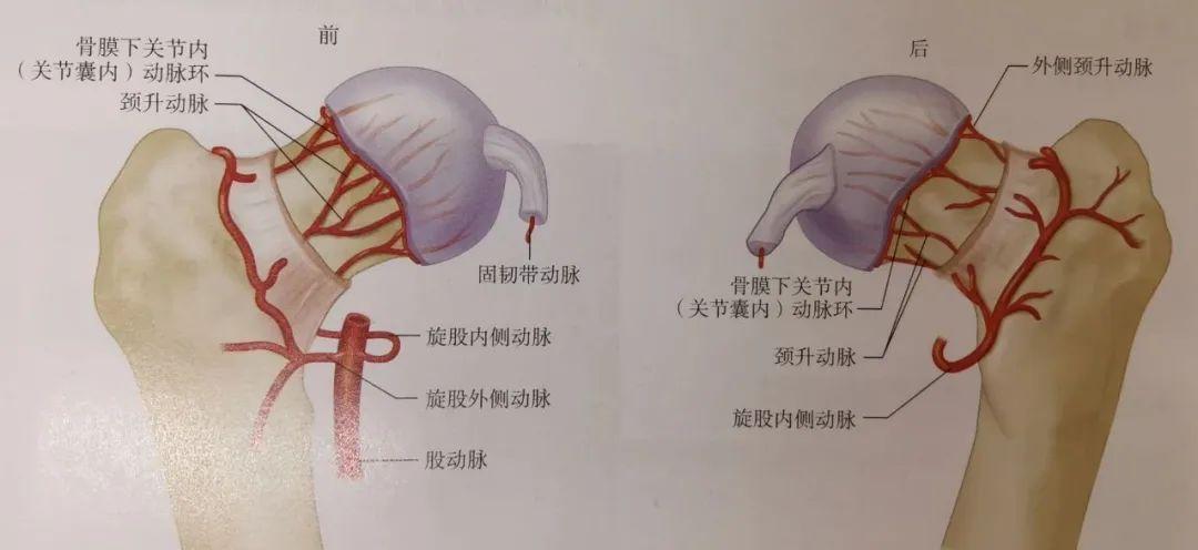 股骨颈血供包括:2)血管解剖:股骨近端最薄弱的骨质位于股骨颈