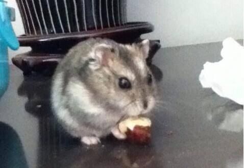 女子吃火锅时发现老鼠,餐厅老板矢口否认,真相让人很是意外