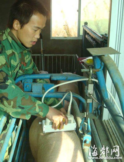 当种猪长到一定程度时,就要做b超测背膘,检查一下生长情况
