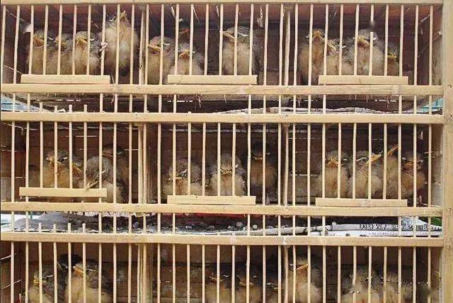 带你走进中国四大笼养鸟的世界