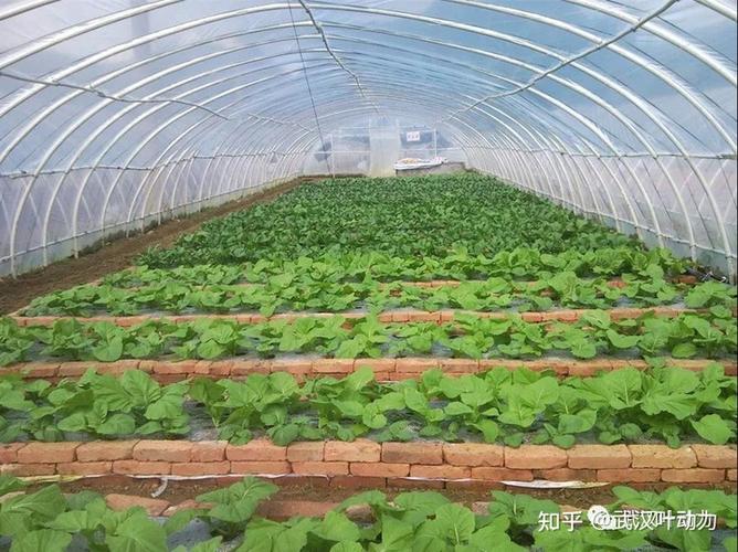 怎么建冬暖式蔬菜大棚?